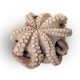 Pulpo batido en flor New Concisa