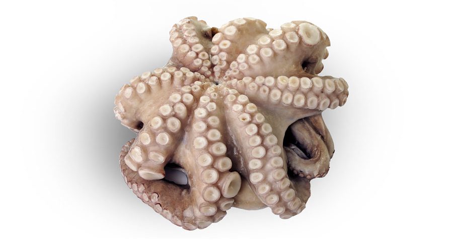 Pulpo batido en flor New Concisa